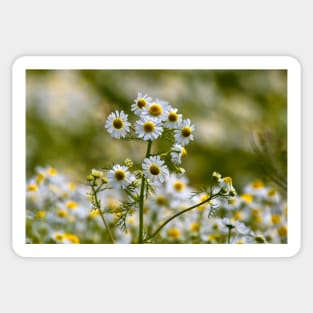 Wild Chamomile Sticker